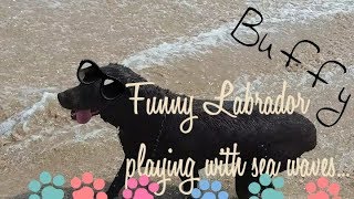 Funny Labrador Buffy playing with sea waves
