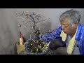 老爺柿 Bonsai Diamond-leafed persimmon. It was difficult work to cut the roots.