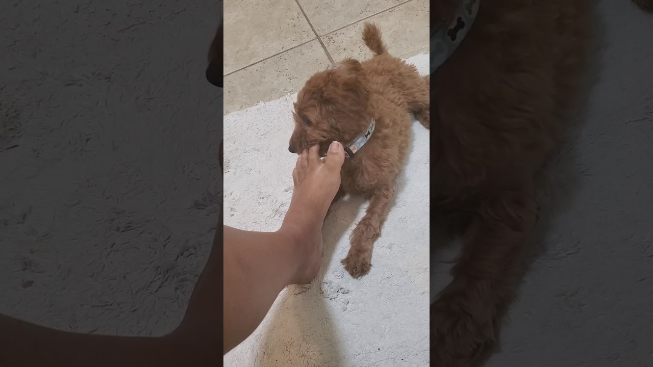 Micro mini Teacup labradoodle