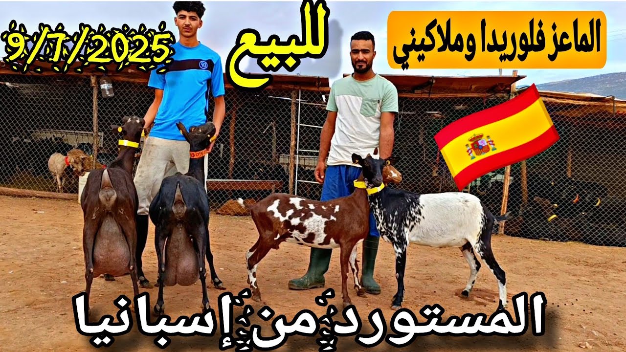 الماعز فلوريدا وملاكيني والمورسيان المستورد من إسبانيا 🇪🇦 في ضيعة محمد قوبي نواحي بني ملال 9/7/2025🐐