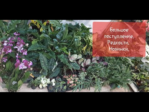 Video: Dauphinua-aartappelgratin