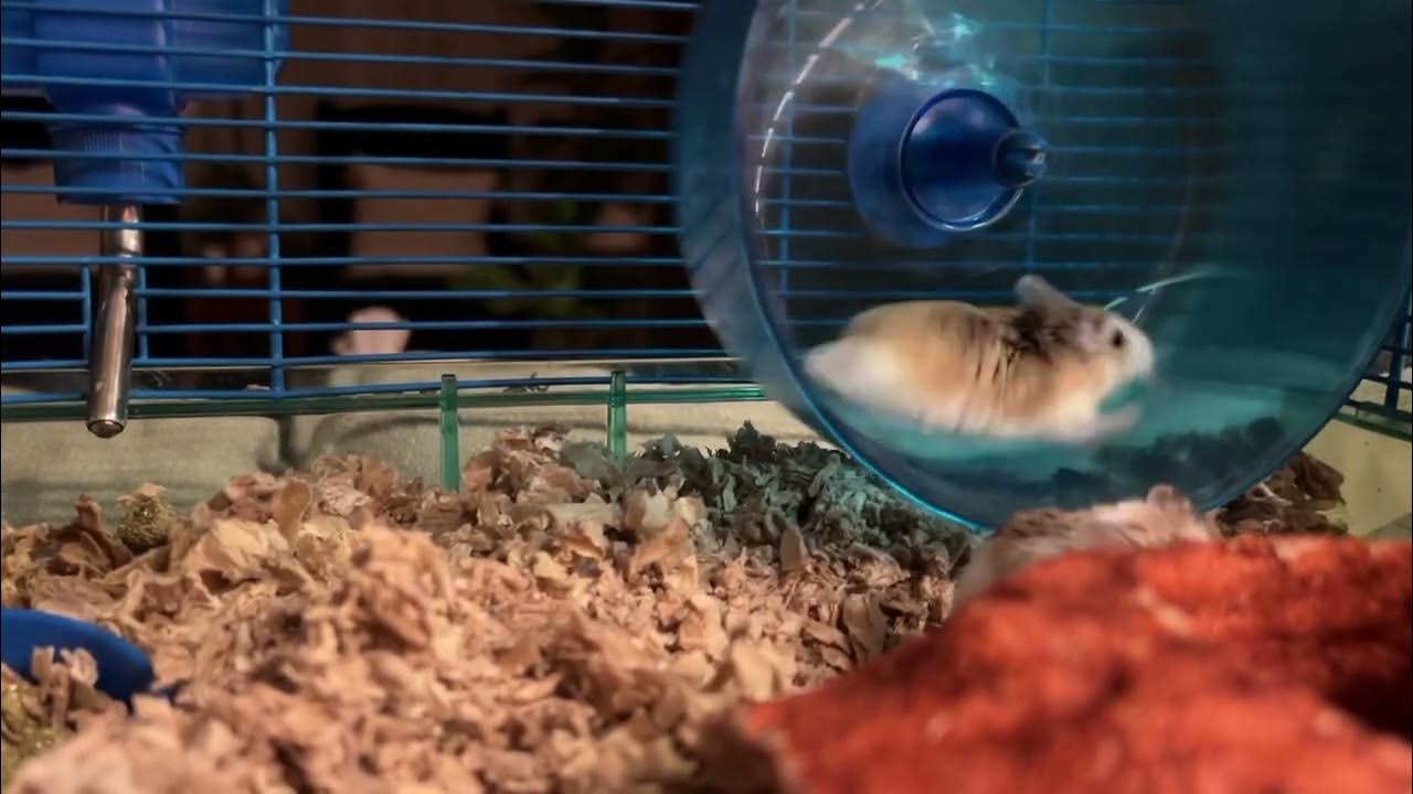 Hamsters At Night Jan 21, 2023 YouTube