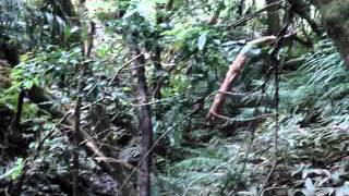 New Zealand Fantail Bird _ Piwakawaka