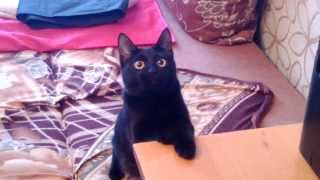 Копия видео WP 20140227 002