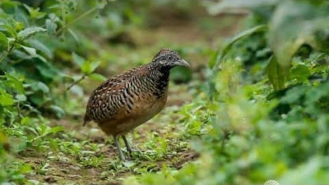 file Tiếng Cút Rừng Hùm Ban đêm chuẩn mới nhất 2023 Bẫy là Dính