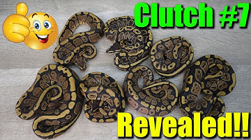 REDSTRIPE & GHI??? | CLUTCH 7 REVEAL | Mixology #64