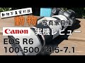 【動物写真家】EOS R6＋100-500 F4.5-7.1　実機レビュー