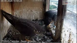 PGNiG Termika Żerań PL - Mom Nela on railing, Silna 7EH has dinner in nest 2024 06 04 18 45