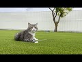 もち様のお庭を大奮発してリフォームしたら大はしゃぎでかわいすぎましたw