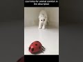 Top 😎 Funny animals videos - Try Not To Laugh 😂😆🤣 - 118 #Shorts