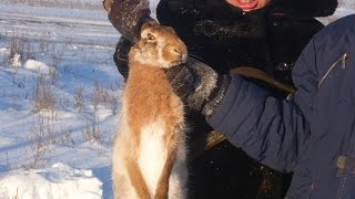 видео Блюда из зайчатины