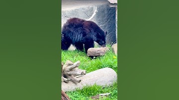 How Do Black Bears Thrive in the Wild? #shortvideo #shorts #youtubeshorts #animals