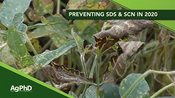 Discussing Sudden Death Syndrome & Soybean Cyst Nematode (From Ag PhD Show #1147 - Air Date 3-29-20)