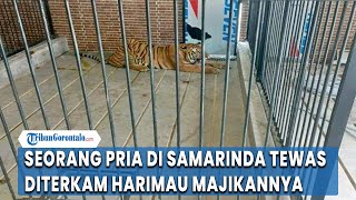 Pria di Samarinda Meninggal usai Diterkam Harimau Majikannya , Sang Pemilik Tak Kantongi Izin