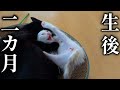 生後0日で保護した子猫と虐待から保護した黒猫【地域猫】【保護猫】
