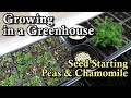 How to Start Peas &amp; Chamomile in a Greenhouse: They Can Handle Brief Freezing Temperatures at Night!