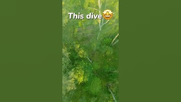 Dive in the trees #video #fpv #dive