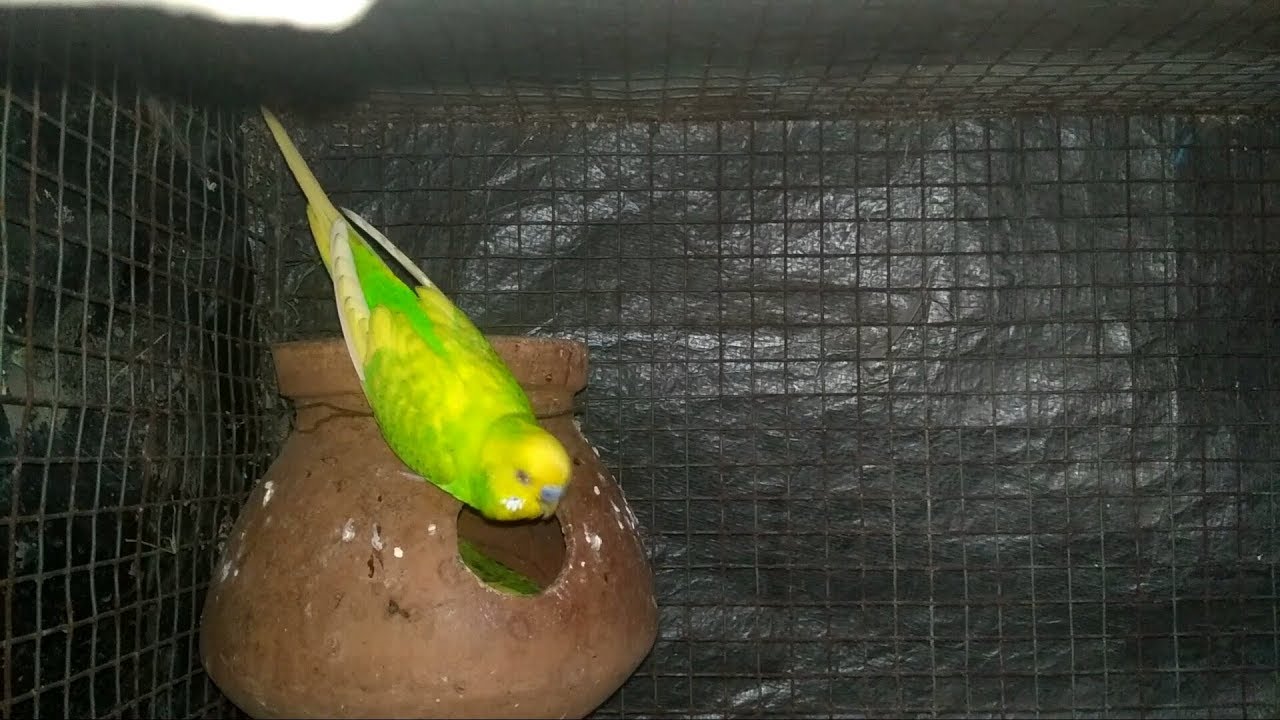 pet store Budgie breeding story || part 1