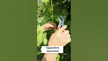 Богатый урожай винограда обеспечен! Как обрезать виноград от ненужных побегов #shorts