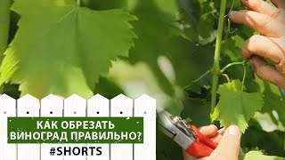 Богатый урожай винограда обеспечен! Как обрезать виноград от ненужных побегов #shorts