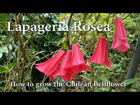 Video: Tumbuhan Lapageria Rosea: Petua Menanam Bunga Loceng Chile