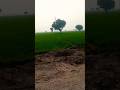 #beautiful #pakistan #villagelife #greenfields #revolution