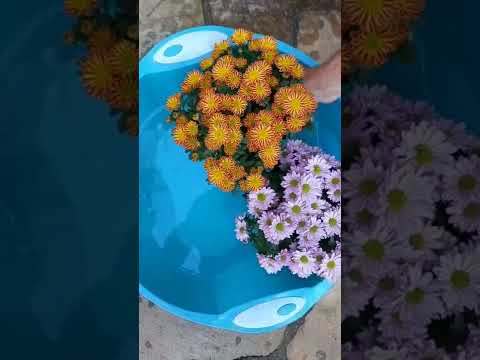 Vídeo: Cuidados com mães cultivadas em recipientes - dicas para cultivar crisântemos em vasos