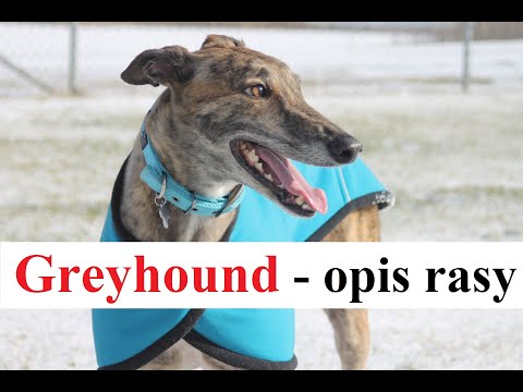 Wideo: Różnica Między Greyhoundem A Whippetem