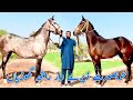 Most beautiful horses  desi ghorian for sale