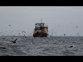 Pelagic Birding - Cape Town, South Africa