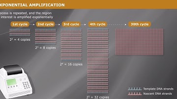 Overview of PCR