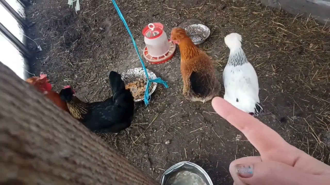 Winter won't let go of chickens and turkeys