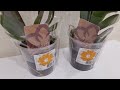 Купила шикарные ОРХИДЕИ бабочку и стандарт | про ПОЛИВ и ТОРФСТАКАН | орхидея orchid фаленопсис
