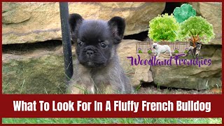 What To Look For In A Fluffy French Bulldog