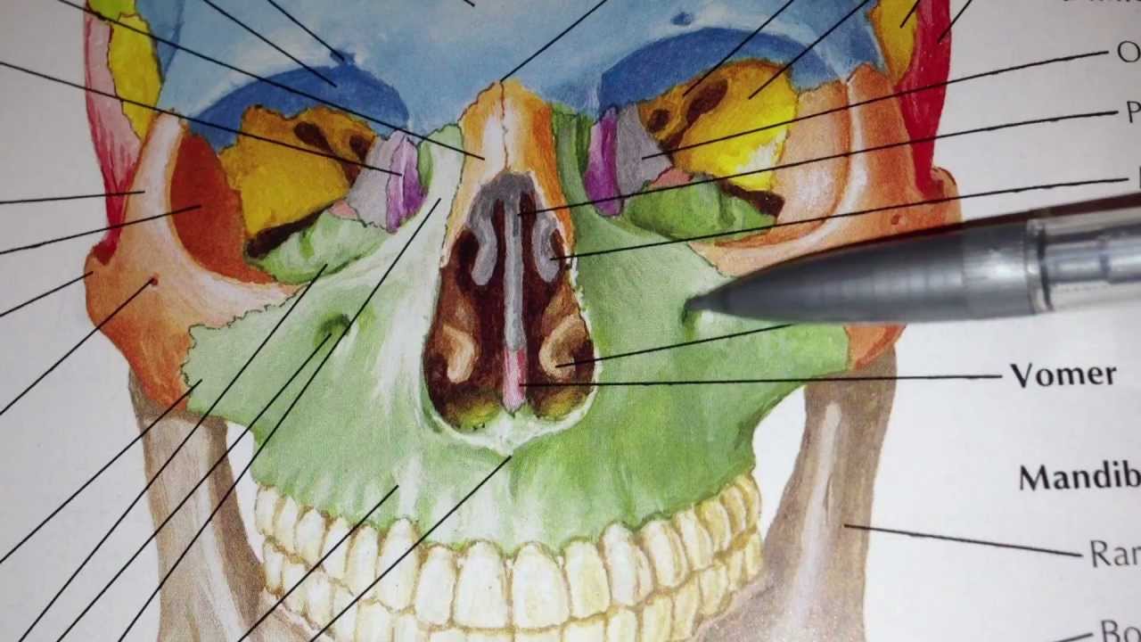 Section A - Question 18 - Maxillary Bone - YouTube