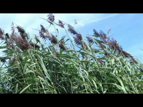 PLANTS: GRASSES AND WIND POLLINATION