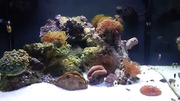 Biocube 29 mods new corals and anemone