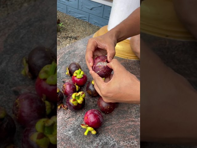 Mangosteen//How to open and eat mangosteen/The queens fruit #mangosteen class=