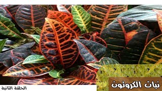 تعلم طرق  اكثار نبات الكروتون Crotons  plant (الجزء الثانى)