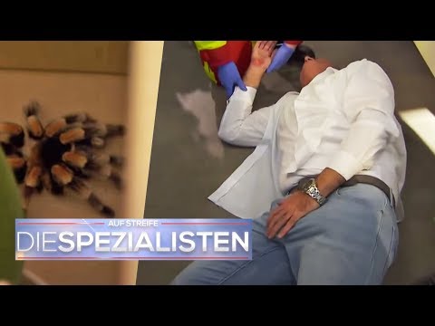 Video: Heterophile Antikörper In Seren Von Individuen Ohne Loxoscelismus Kreuzreagieren Mit Phospholipase D Aus Dem Gift Von Loxosceles- Und Sicarius-Spinnen