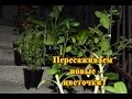 Пересадка купленных цветов! А мы всё пересаживаем!