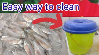 Fastest way To Clean Veloori fish