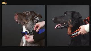 How to fit and adjust IDC® Color & Gray® Collars with handle and safety lock