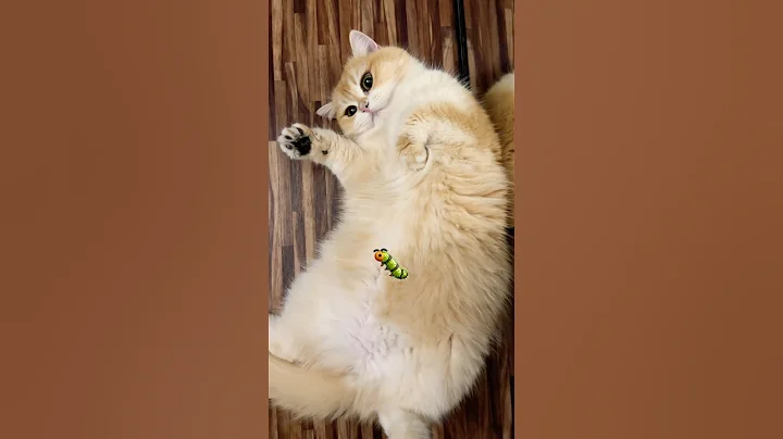 Watch the video about My golden chinchilla is 1 month pregnant and looks like a fluffy caterpillar 🐛💛 #cat #goldencat