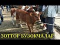 Сиз сураган бозор Дахшат кучат новвосчалар 2019