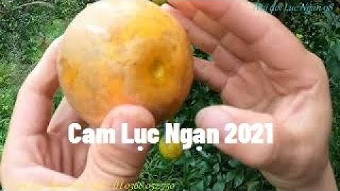 Cam Sạch Lục Ngạn Nhà em I Nui Doi Luc Ngan 98