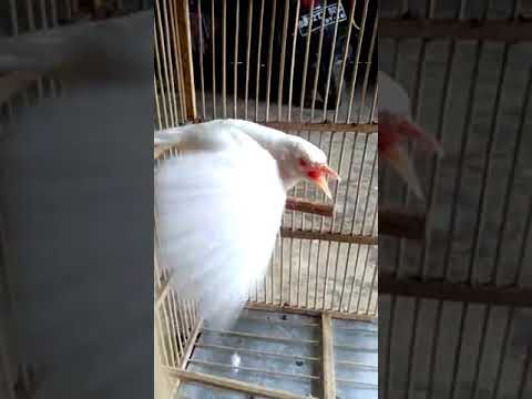 Burung Kutilang Albino Langka Dan Antik Jinak Youtube