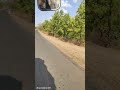 #short #song #viral #love #natural #jungle #video #view #shorts #shahdol #mp #road