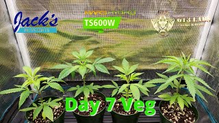 Day 7 Veg, 3 Peach Puree from G13 Labs, 1 Bag Seed, Talking Jack's Hydro and pH issues.