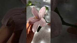 DIY flower 🥰✨#pipecleanercrafts #diyflowers #unique #2026 #yt #decor #cute